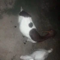 بزغاله دوقلوزا
