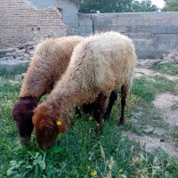 میش داشتی