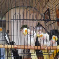 جوجه عروس هلندی
