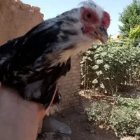 خروس گلین