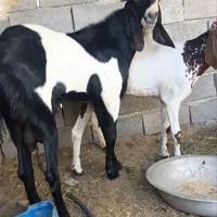 پاچن پنجابی