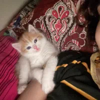 واگذاری رایگان گربه