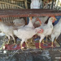 جوجه رنگی