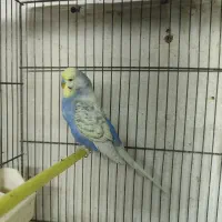 مرغ عشق انگلیسی جفت