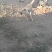 طول