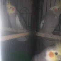 عروس هلندی