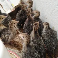 جوجه بوقلمون 25 روزه برنز و بیوتی