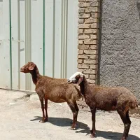 دو عدد میش جوان