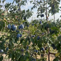 زمین-باغی