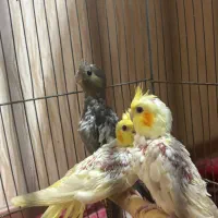 ۳ جوجه عروس هلندی سالم و سرحال