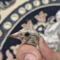 جوجه سره نر. رسمی.الیگودرز