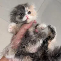 گربه پرشین اسکاتیش 2 ماهه