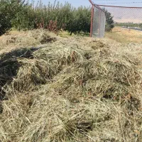 گیاه یونجه باغ
