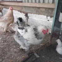 مرغ برهما