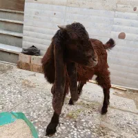 بزغاله