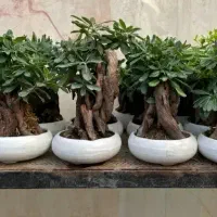پخش عمده و تک بنسای میخک هندی