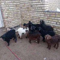 تعدادی بزغاله نرو ماده