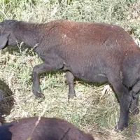 گوسفند فروشی