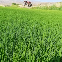 نشا(شلتوک) برنج