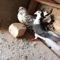 دمگیر دوبحر نرو ماده