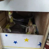 عروس هلندی مولد باجوجه