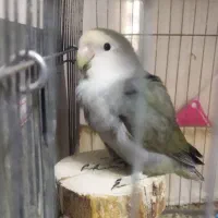 جفت کوتوله مولد