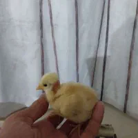 جوجه‌ گردن لخت و محلی