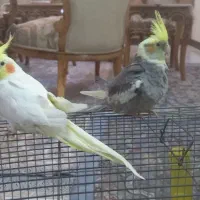 عروس هلندی نر وماده