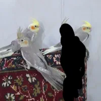 عروس هلندی
