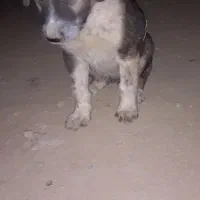 توله دو ماهه نژاد دار نر