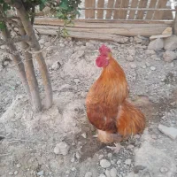 خروس برهما
