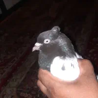 کبوتر