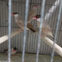 فنچ نرگسی