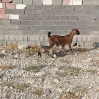 30000000|حیوانات مزرعه|بندر کنگان, |دیوار