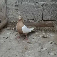 سینه زرد نقاشی .ماده