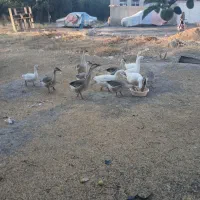 فروش قوقاز