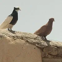 کبوتر طوقی . سینه .