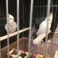 عروس هلندی|پرنده|شهر ری, شهید غیوری (ابن باویه)|دیوار