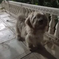 سگ بامزه