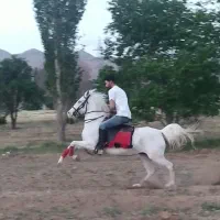 مادیان سواری