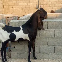 فروش پازن پاکستانی بابز پاکستانی