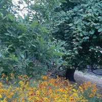 اجاره ویلا در روستای شیخ علی بست