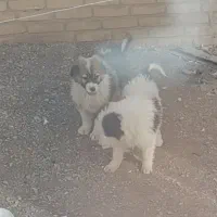 فروش  توله قدرجانی