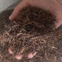 چای ساقه لاهیجان و فومن ارگانیک