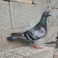 کبوتر جفت سبزکاکلی..مسافتی نروماده