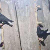 جفت زاغ دم سفید جفتگاه