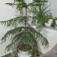 گل آپارتمان