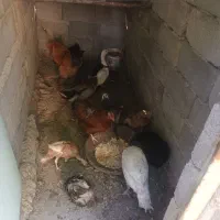 اردک خروس برهما مرغ تخم گذار