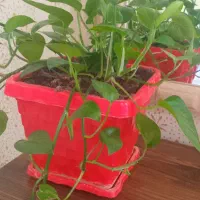 گل طبیعی|گل و گیاه طبیعی|ایلام, |دیوار