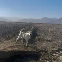 سگ نگهبان